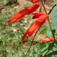 Salvia splendens Sellow ex Nees